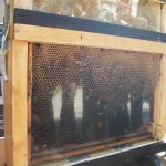 Un cadre de ruche sous plexiglass permettant d'observer les abeilles en pleine activité