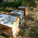 une rangée de 3 ruches...les entrées étant devant, il faut passer derrière les ruches pour éviter d'empêcher les abeilles de rentrer dans les ruches et donc de se faire piquer malencontreusement